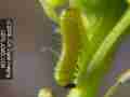 A nearly mature first instar Sara Orange-Tip butterfly larva on mustard host.